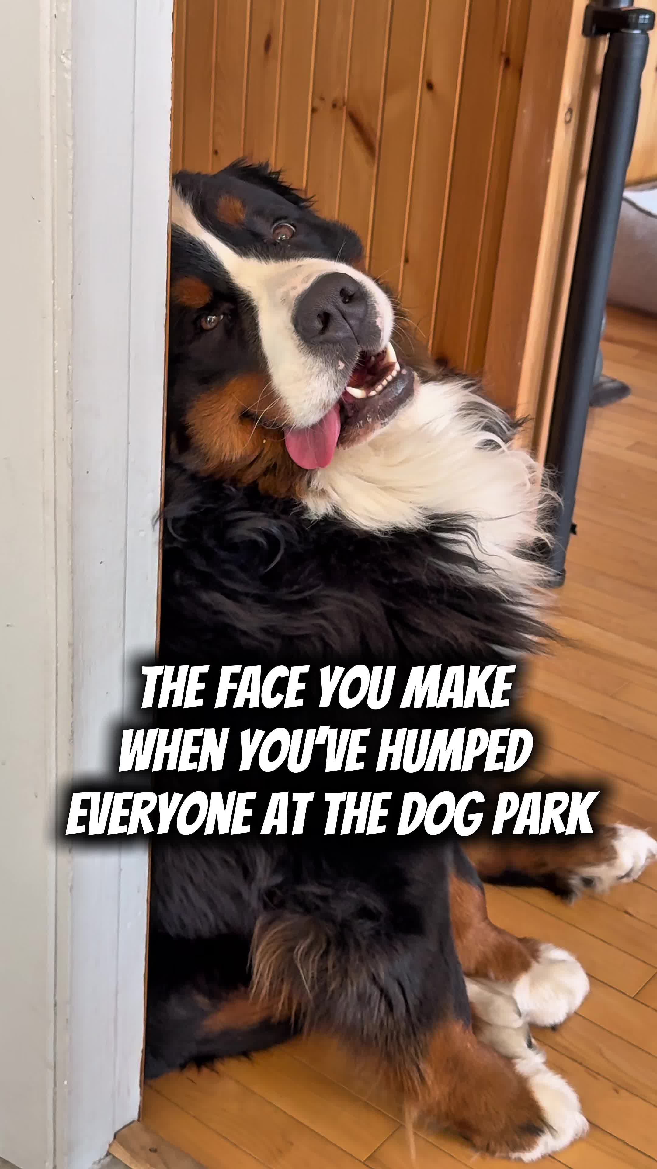 @Woody The Bernese