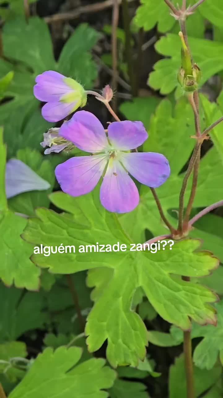 @isaonly