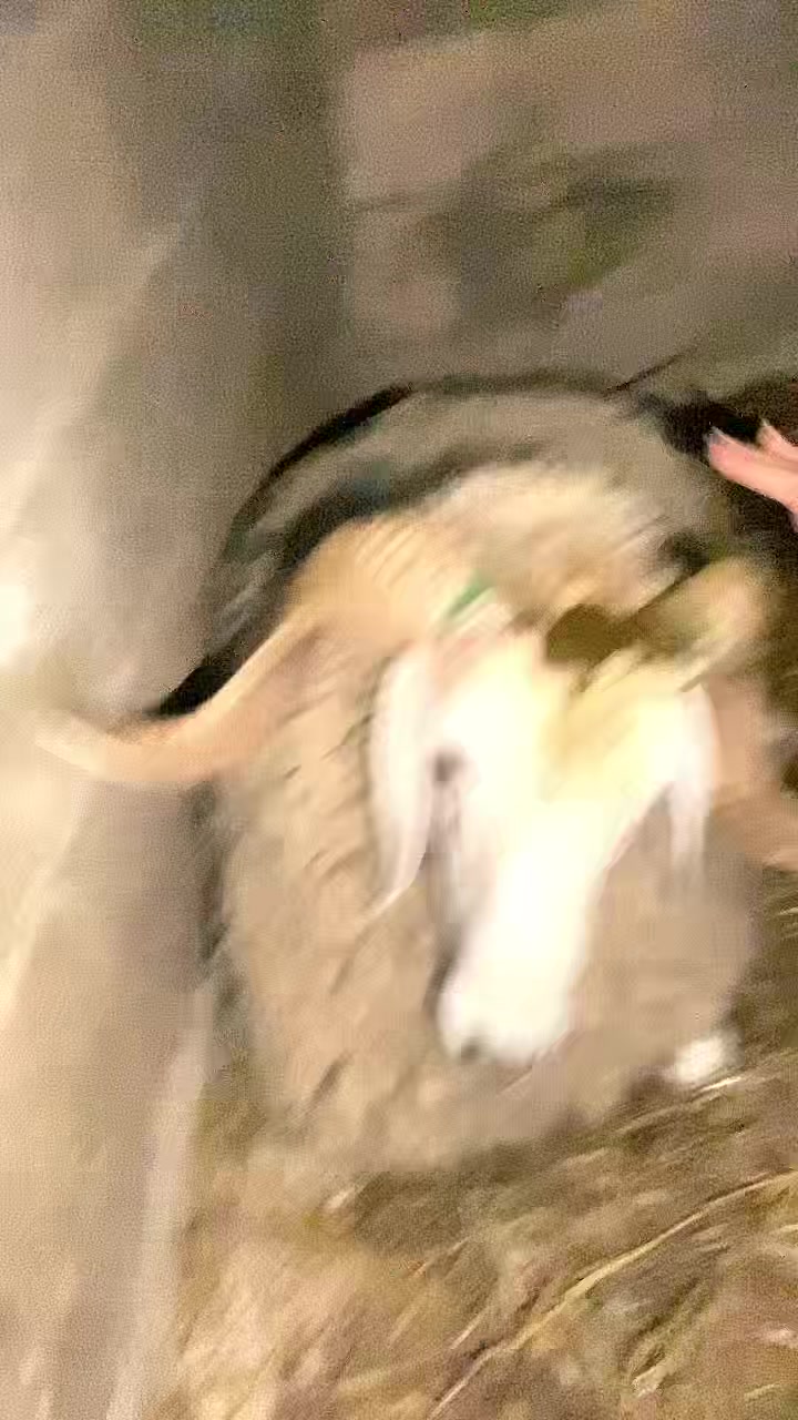 @BøuChra Japoniyæ🦢❤️