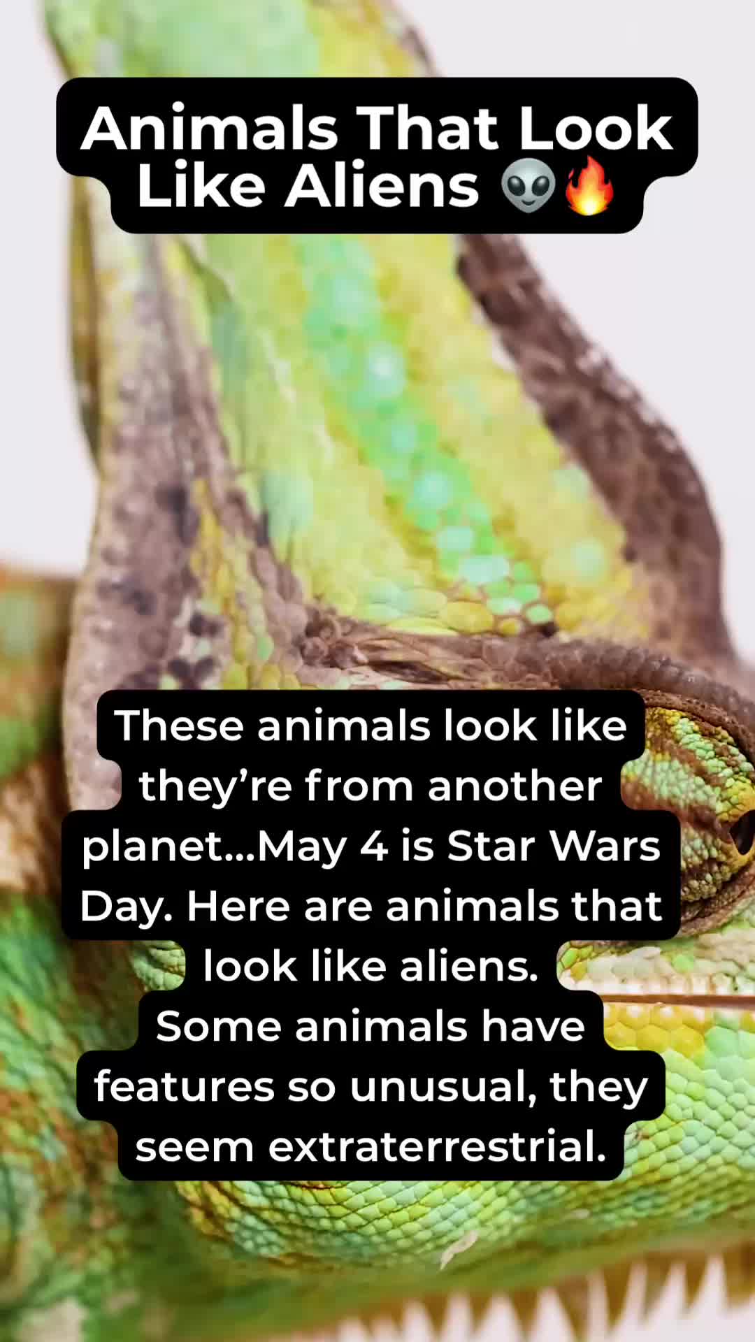 @Fact Chat
