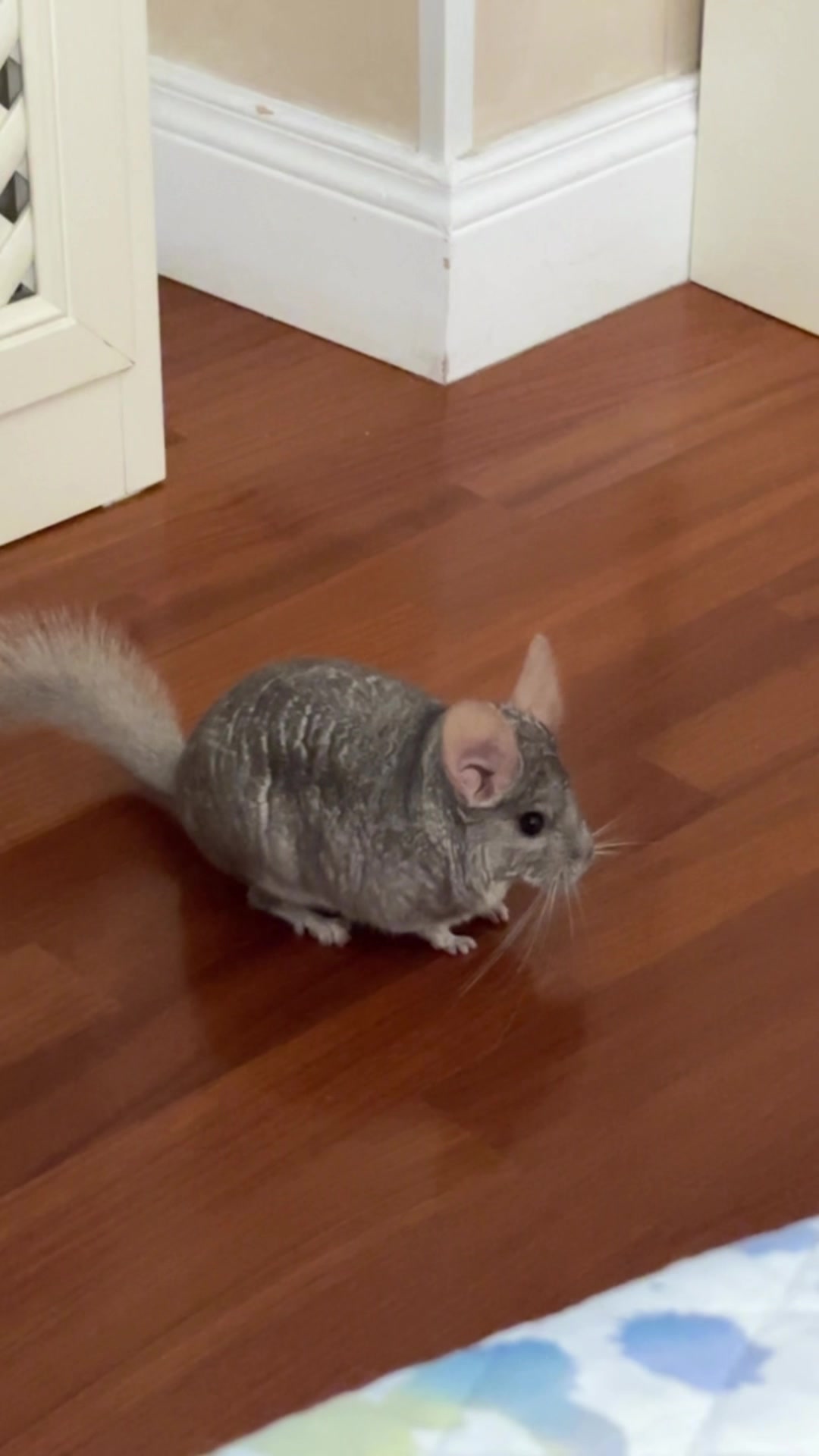 @AlbiTheCinci🐭