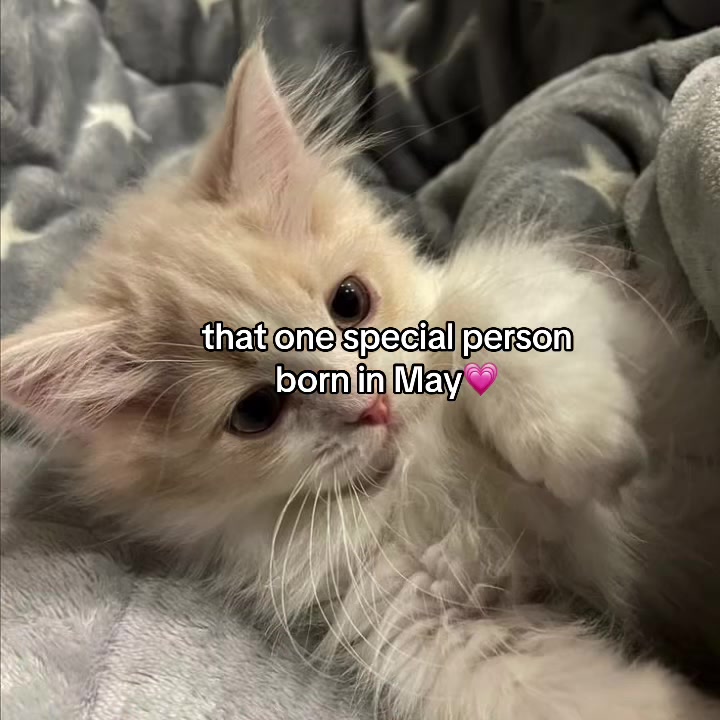@deep.meow