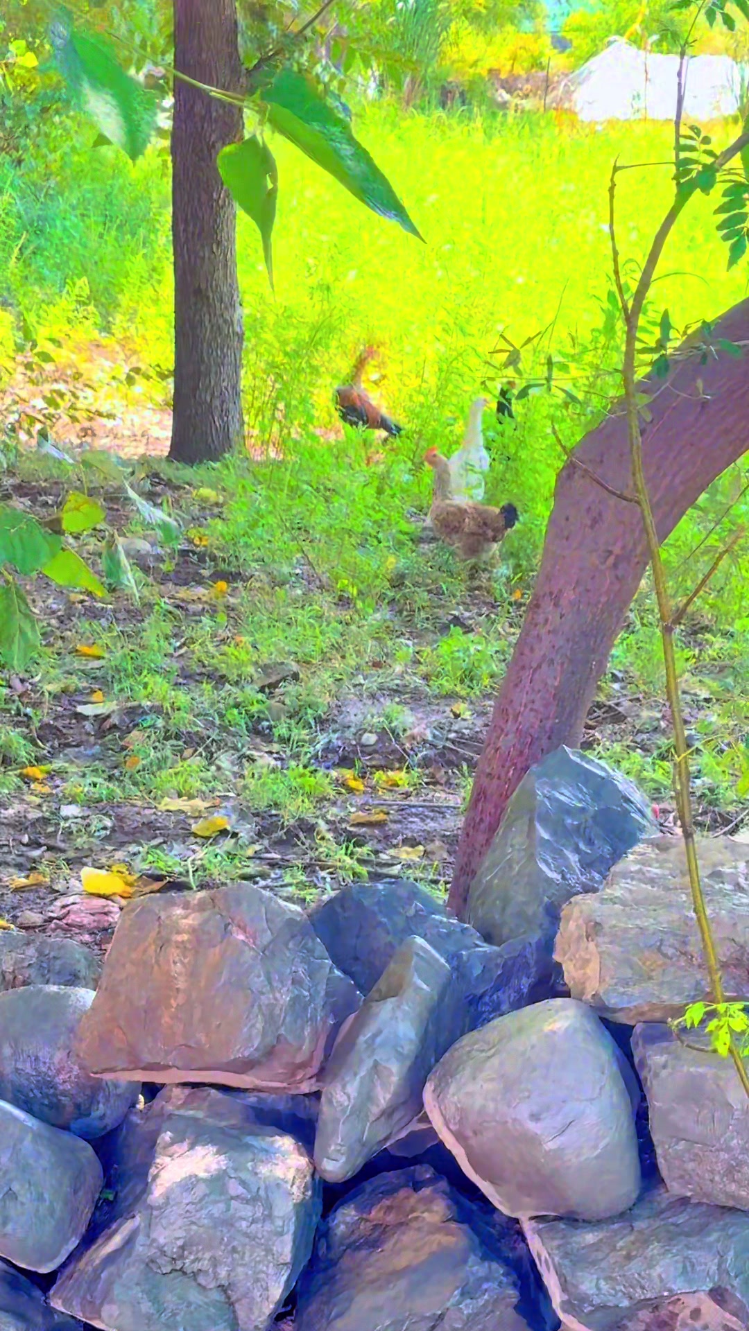 @Jadi Baba