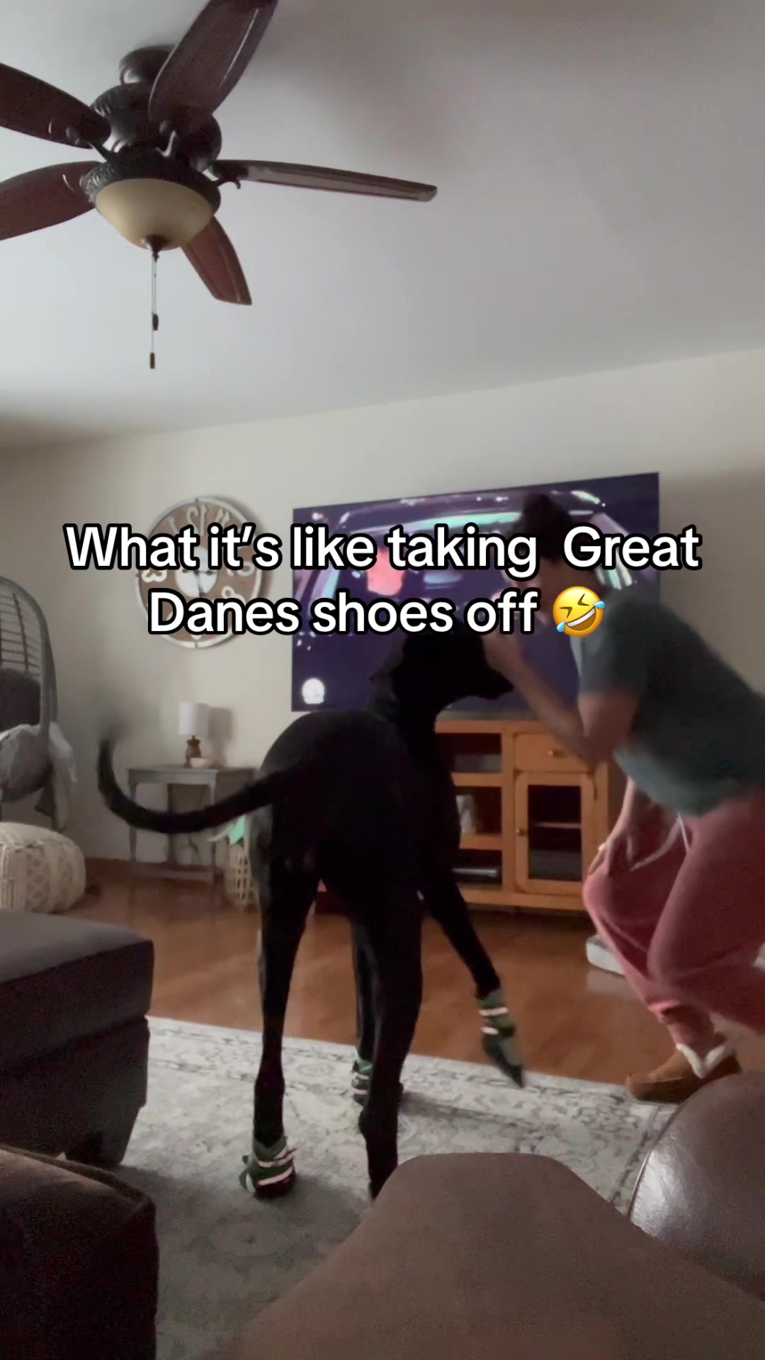 @jewelsthegreatdane