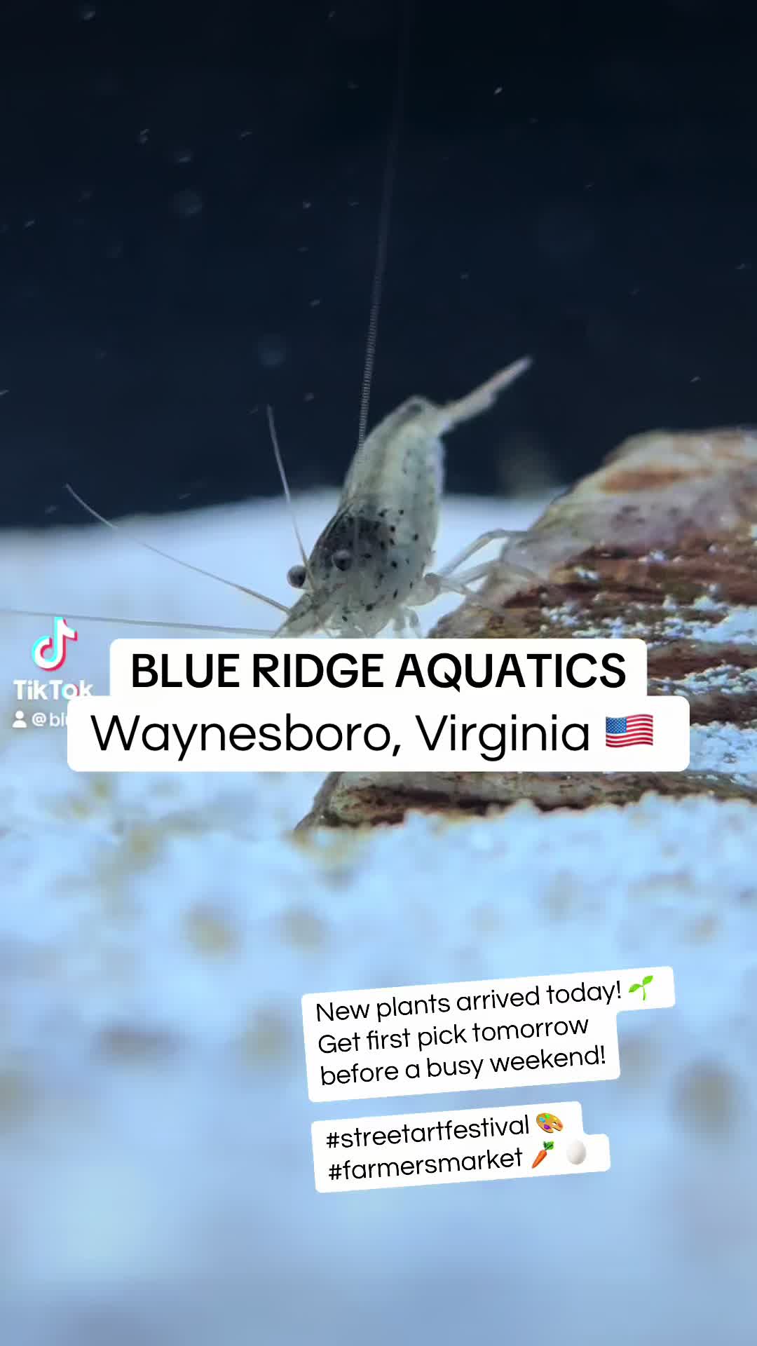 @Blue Ridge Aquatics