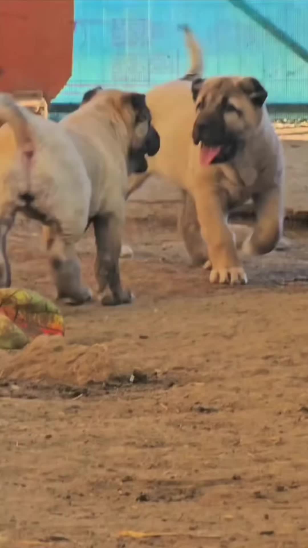 @Ultimate Puppies