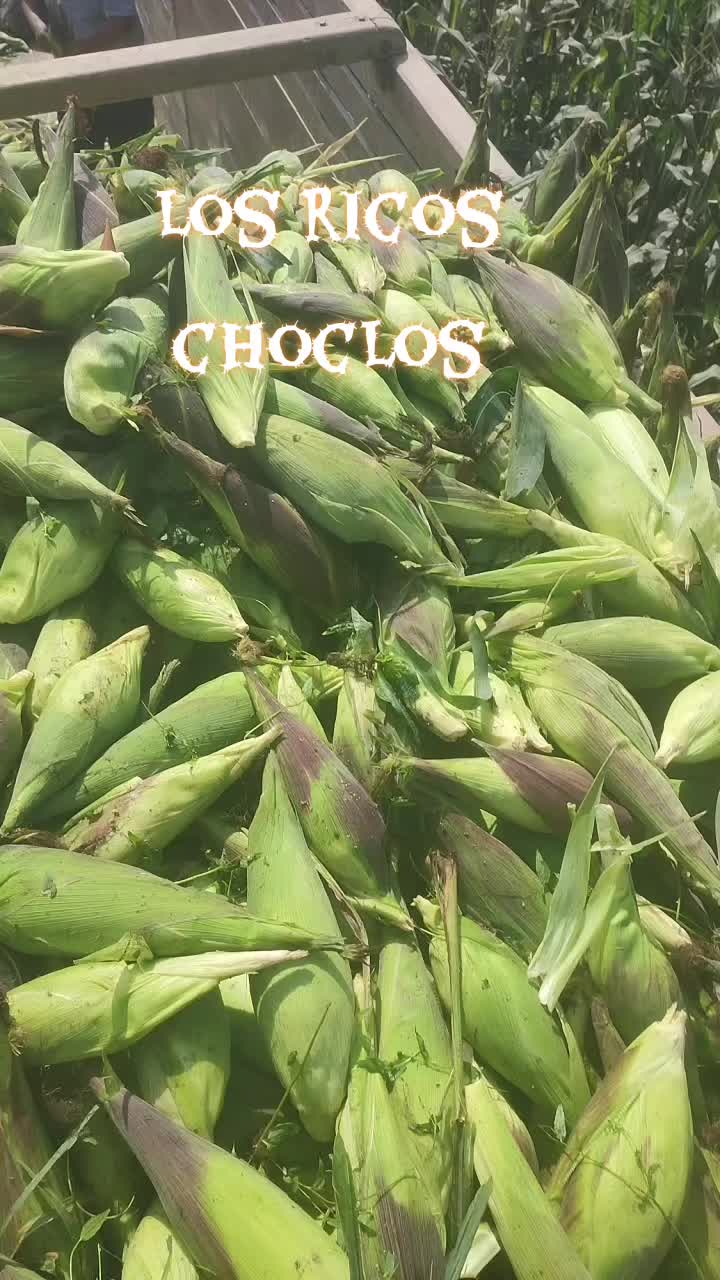 @Lizeth H.
