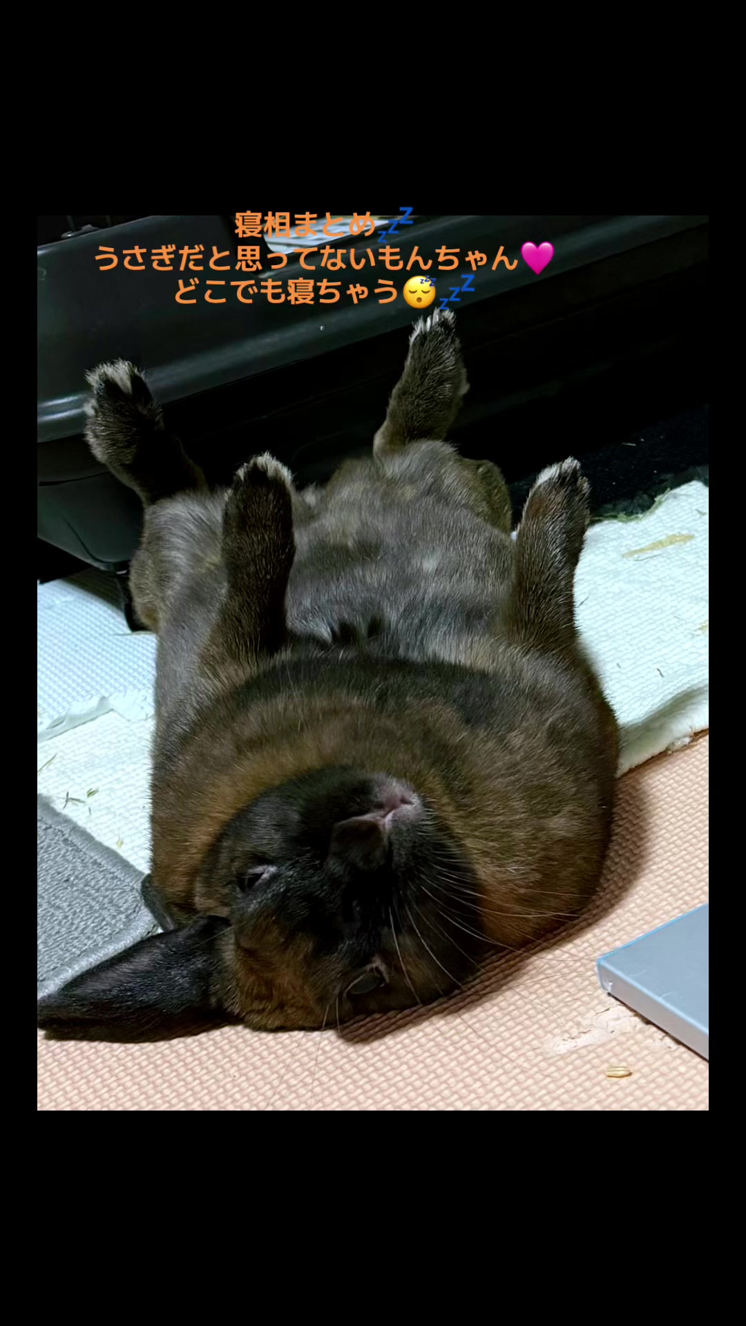 @🐖🧅ちぃ（マロン）🌰🐰🍍