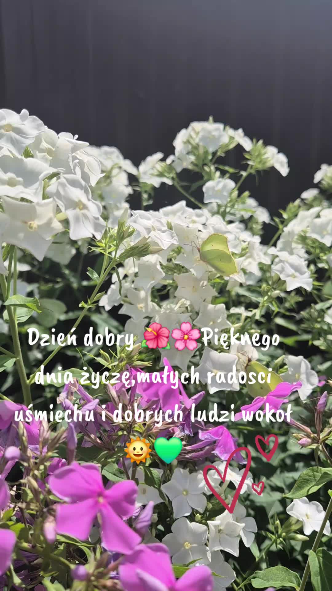 @🦁🌺🪻aasia🌺🪻