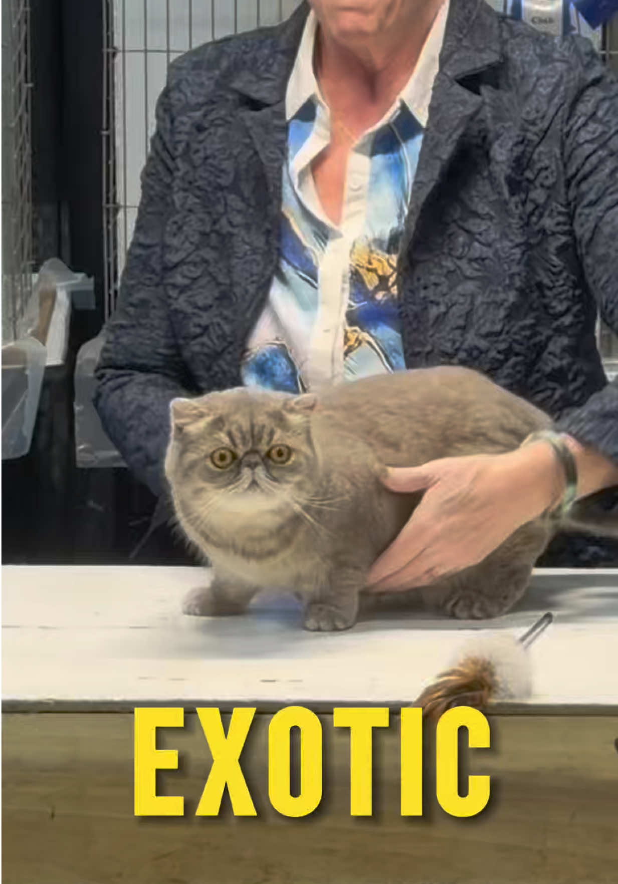 @NewVisionCatClub