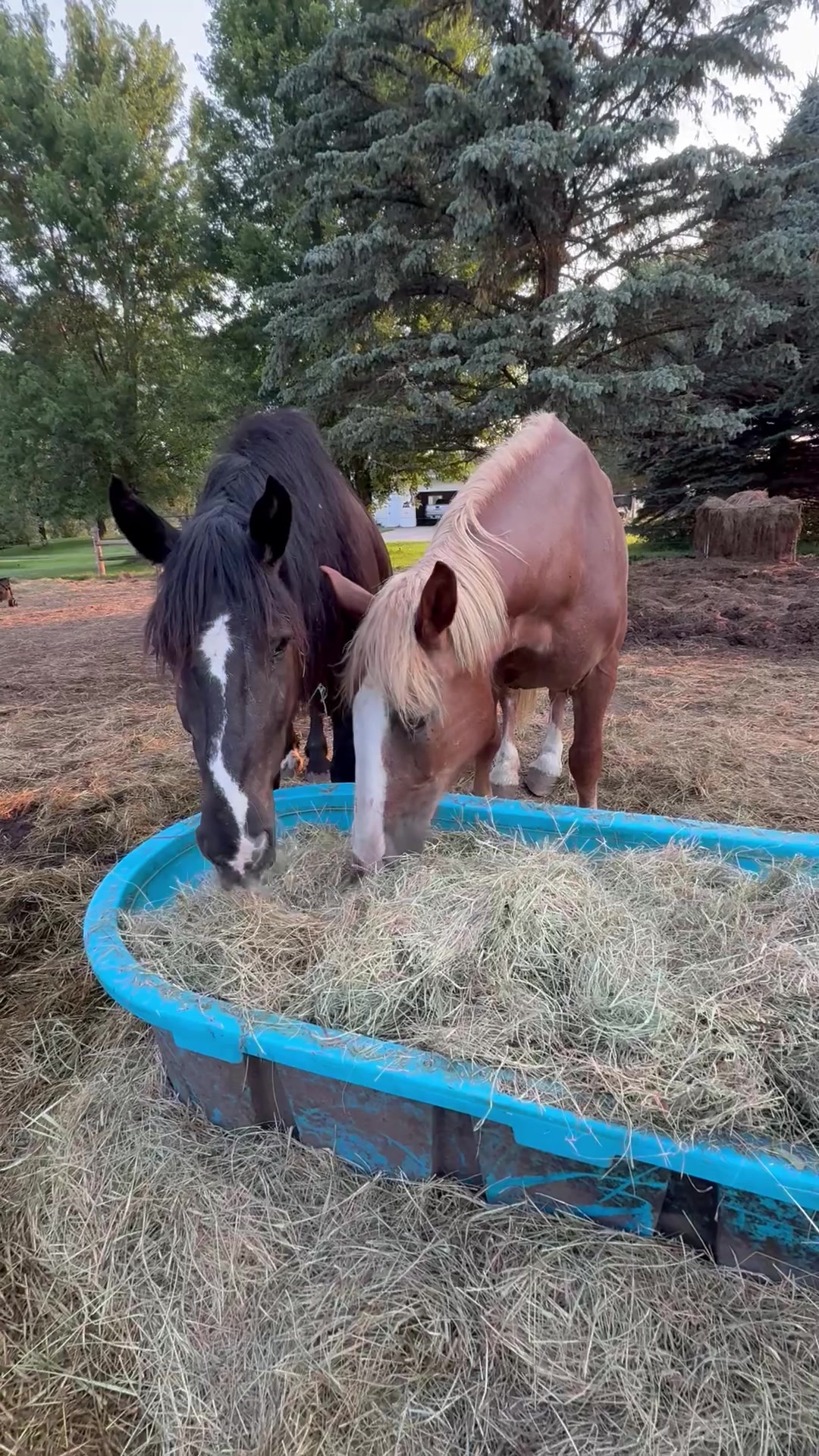@Safe Place Pastures, Inc.
