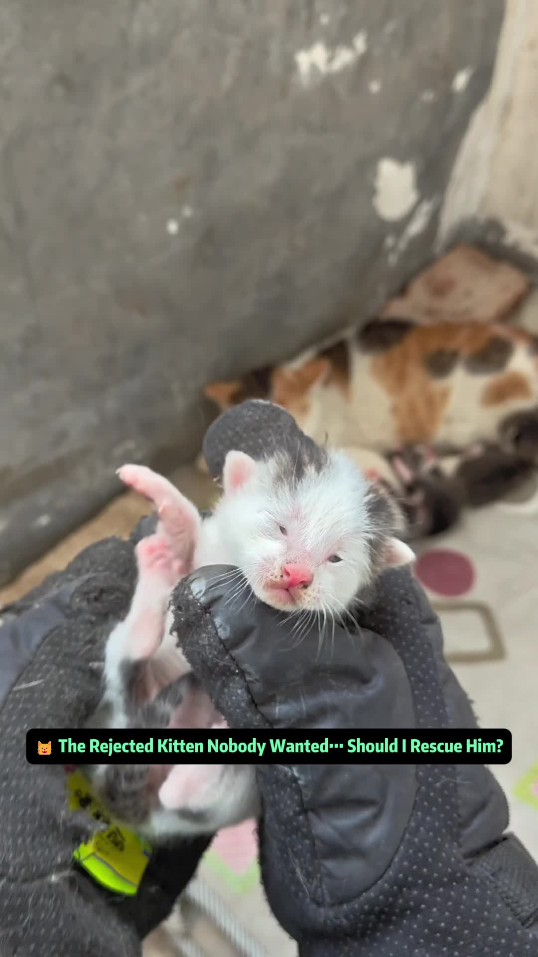 @Stray Cat Talkz