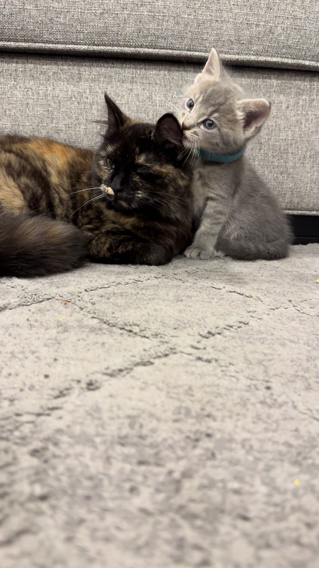 @LotsOfCat