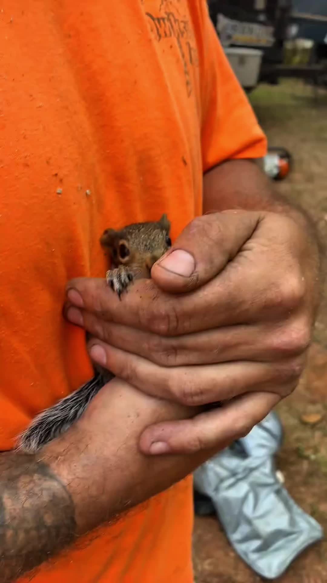 @petsoftiktok