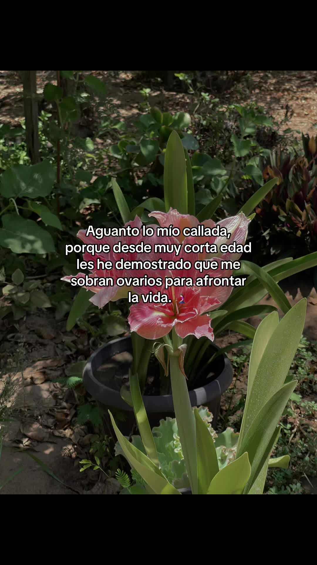 @🇲🇽 la Natali 🦋