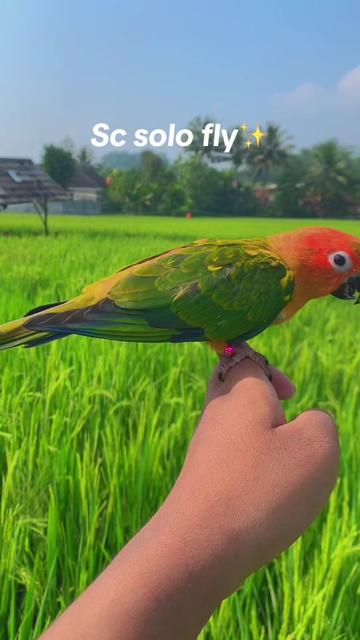 @Seputar Burung Free Fly