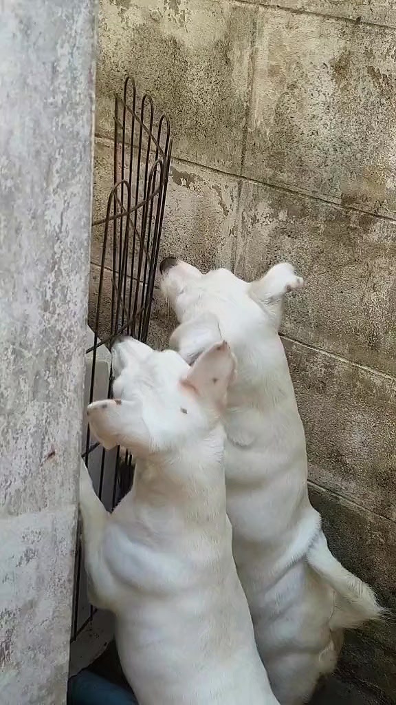 @ig.eurosaurus 🇹🇭