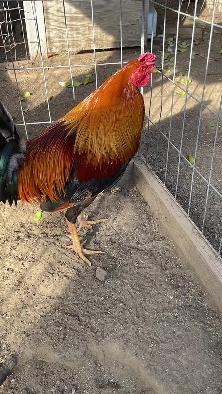 @Josephayala143