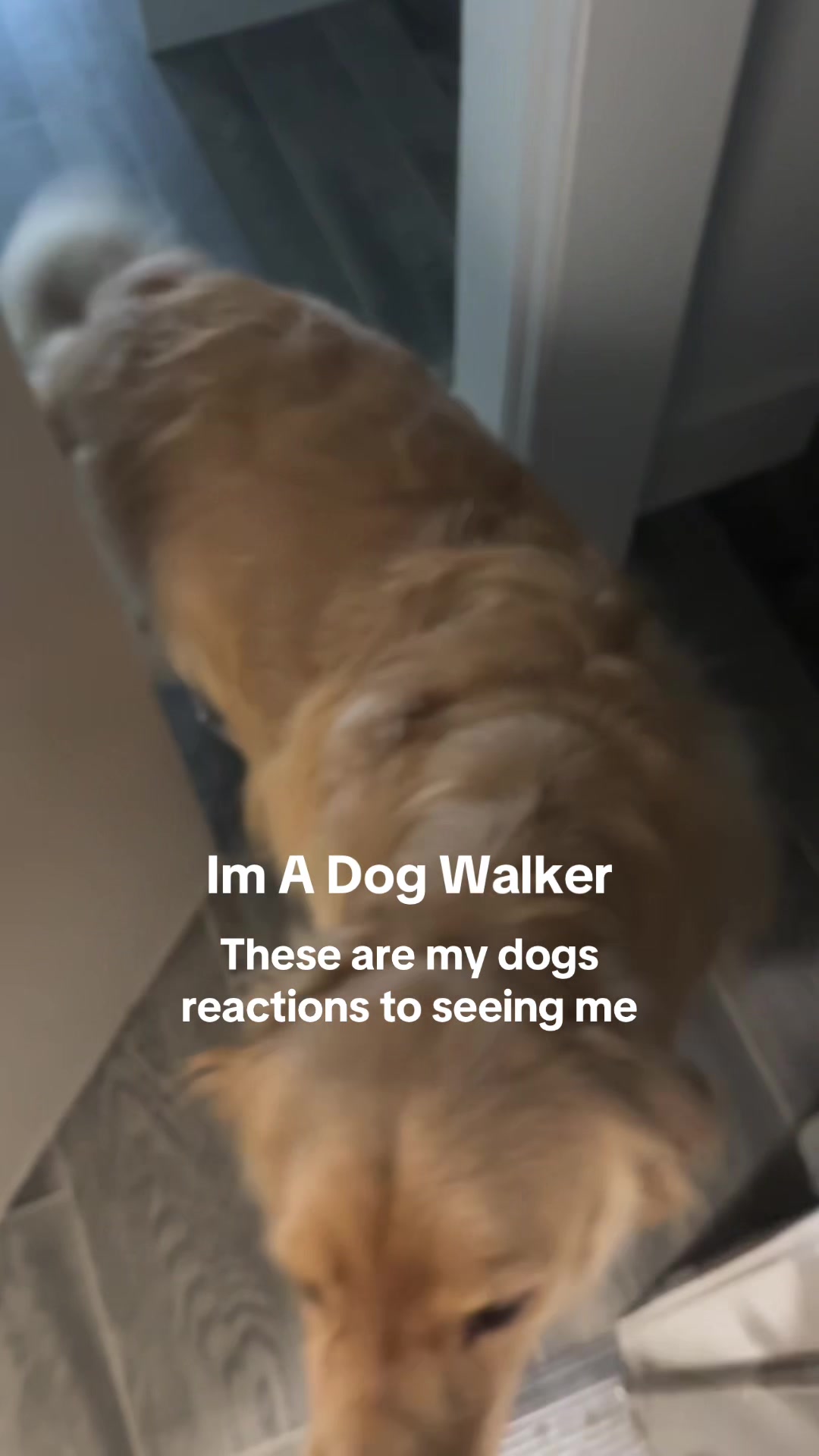 @dallasdogwalker