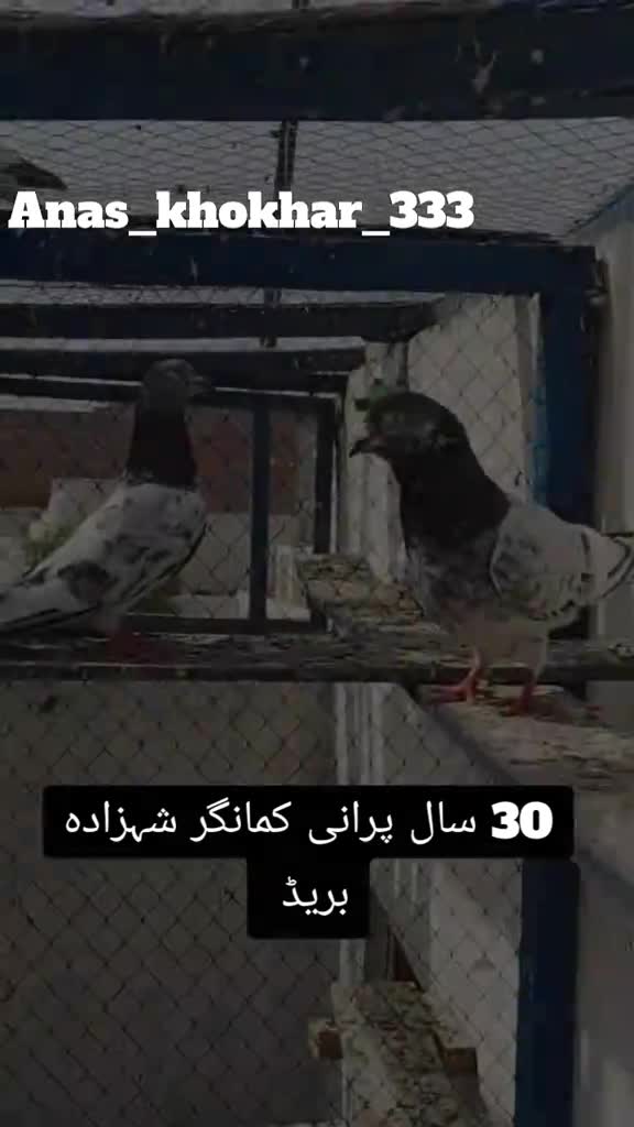 @𝘼𝙣𝙖𝙨_𝘖𝘬𝘢𝘳𝘢_333🕊️✨