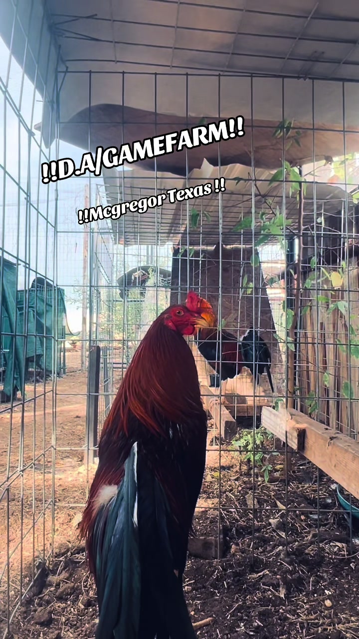 @DAgamefarm