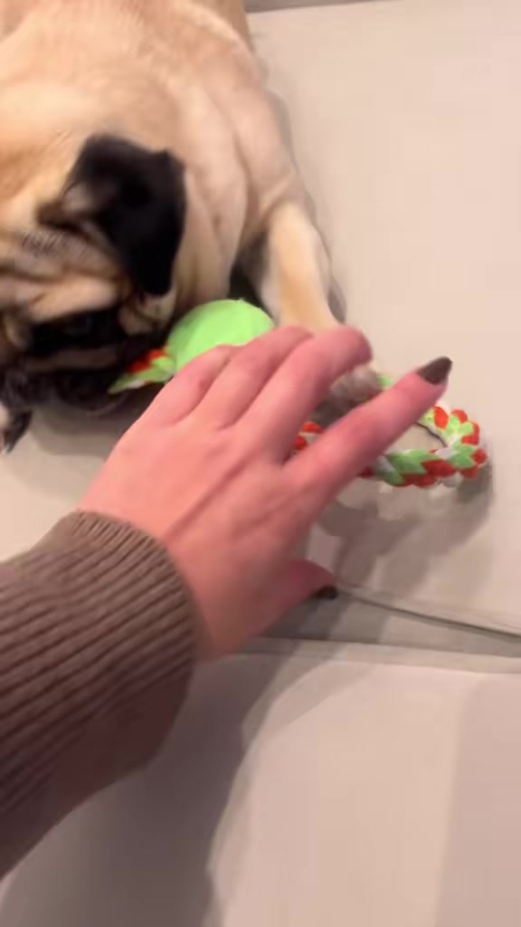 @pugSofyHarry