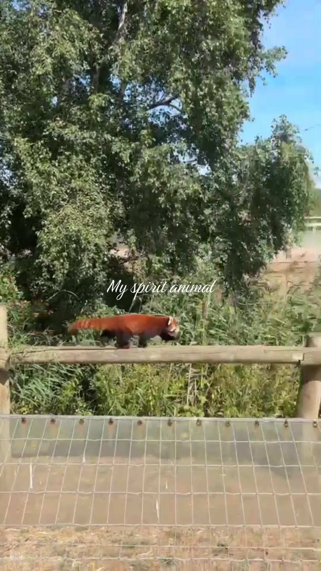 @gatosmilfvxz