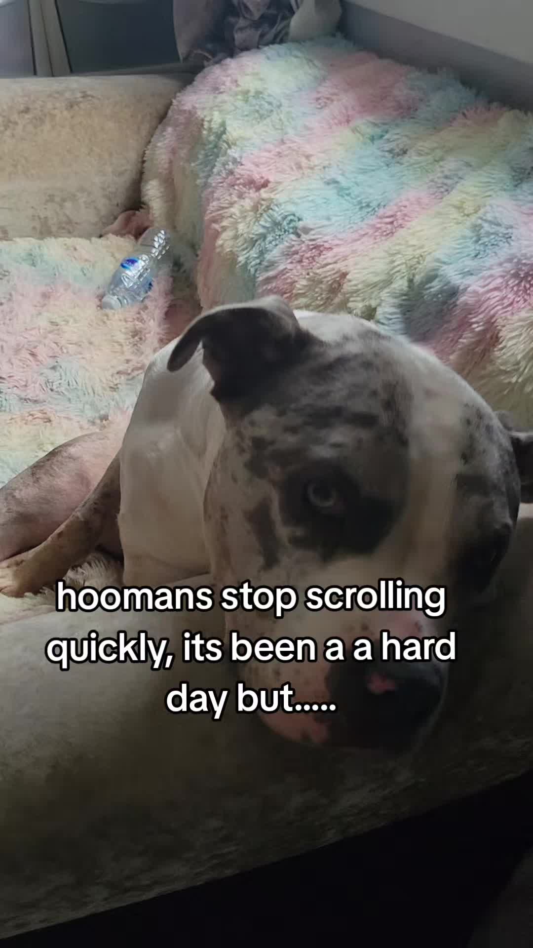 @kirsty+starlight the xl bully