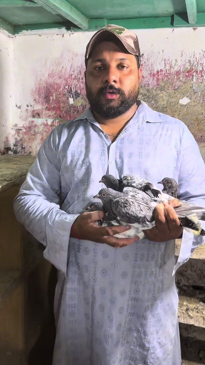 @Lahore Pigeon