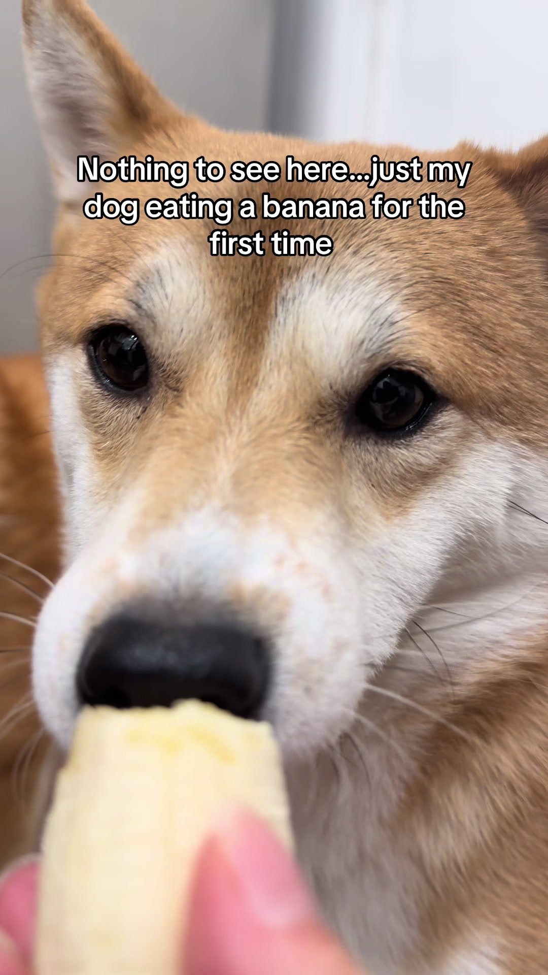 @Flock of Shibas 🐕🐕🐕