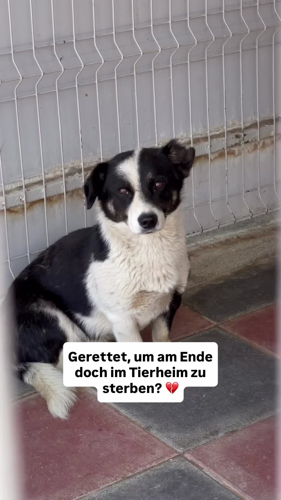 @Tierseelen 🐕