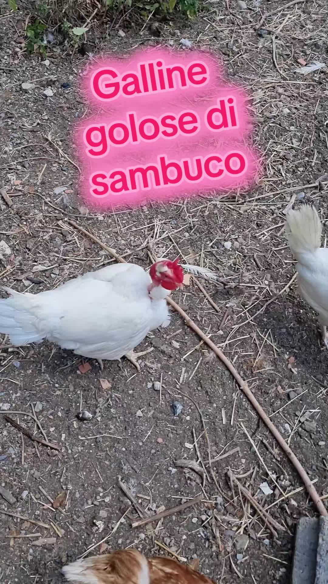 @Il leone e la gallina