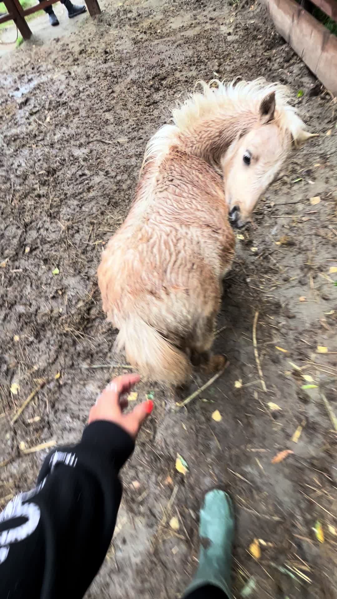 @Horses TikTok