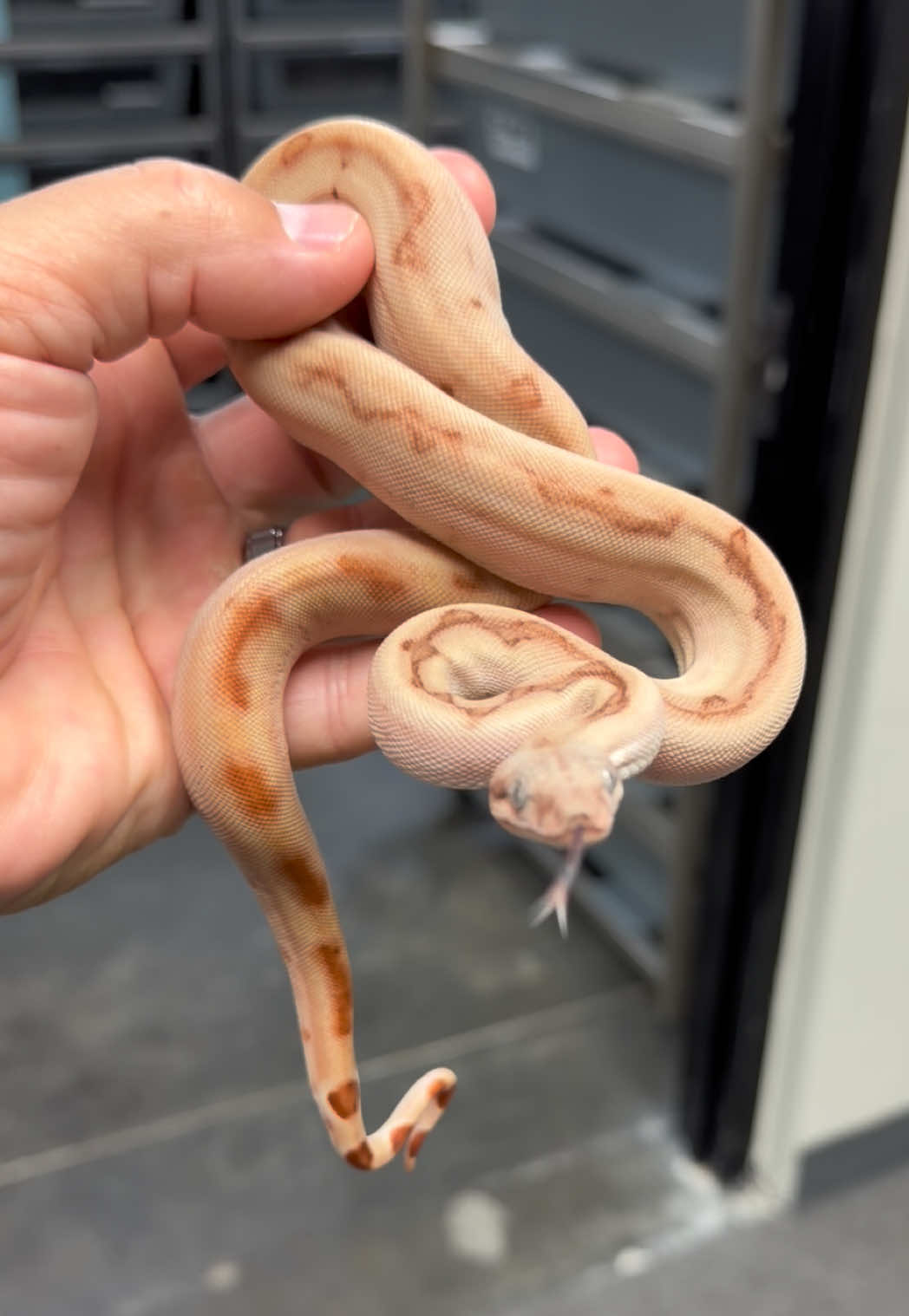 @Snake Country