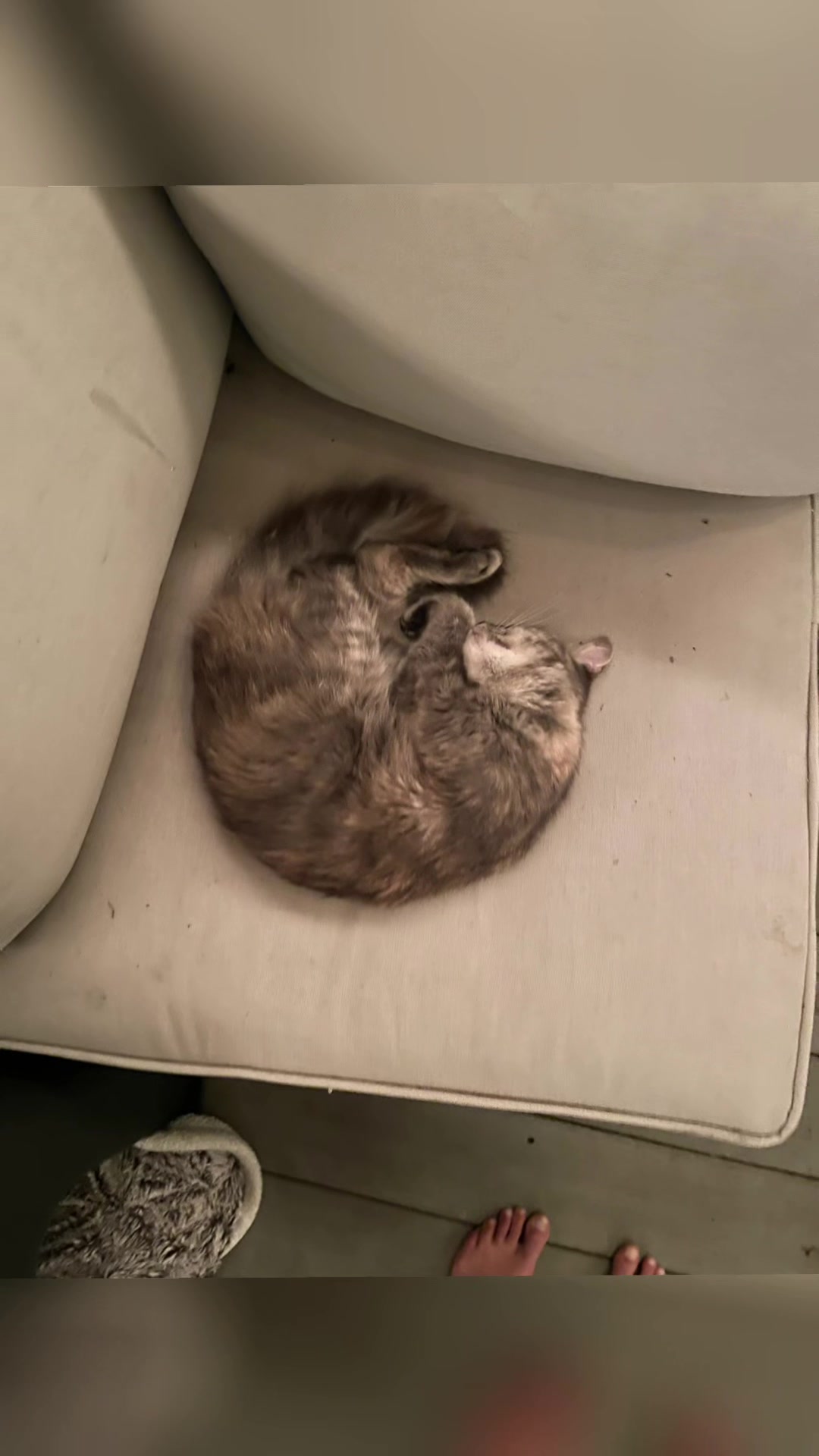 @TailsandWhiskersCo