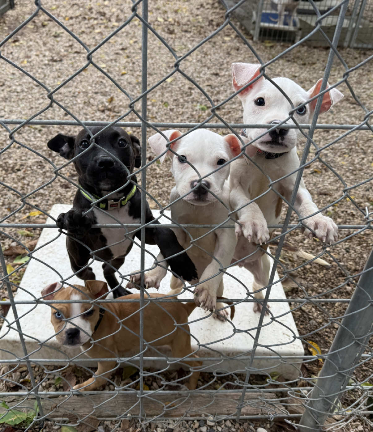 @sftsanimalrescue