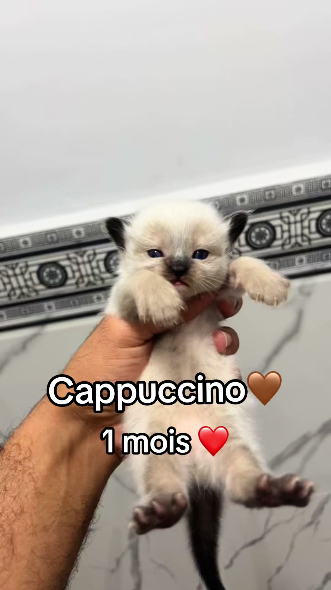 @Zawech🇮🇹