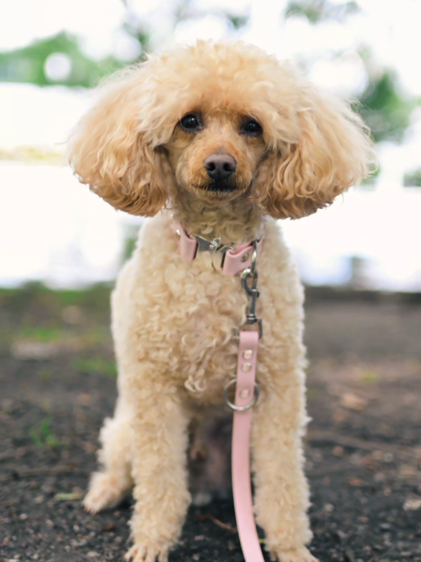 @💞🐾🐩