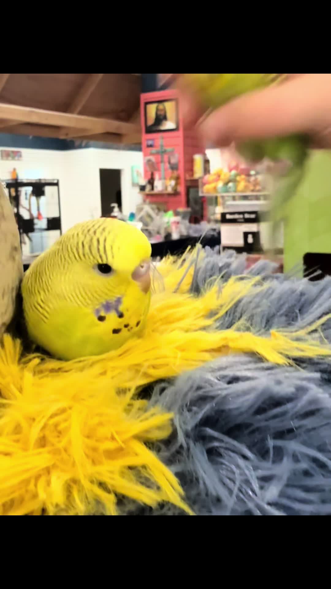 @Royal Bird Lady 💙