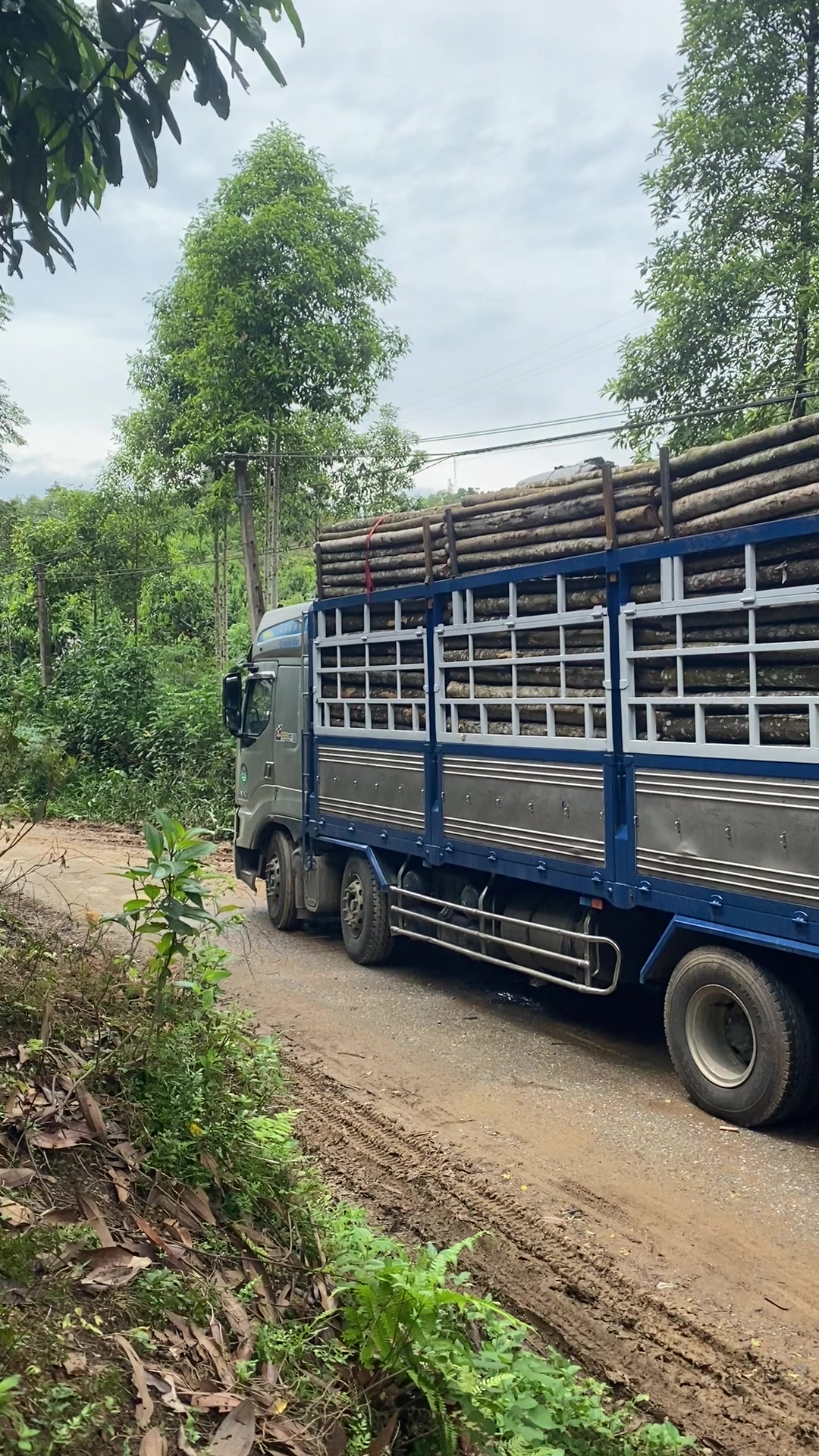 @Nông đức long