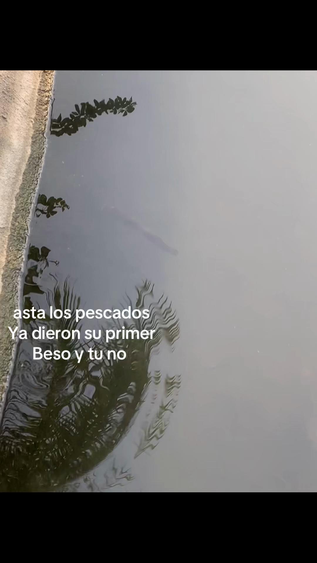 @anisv468 🇲🇽❤️