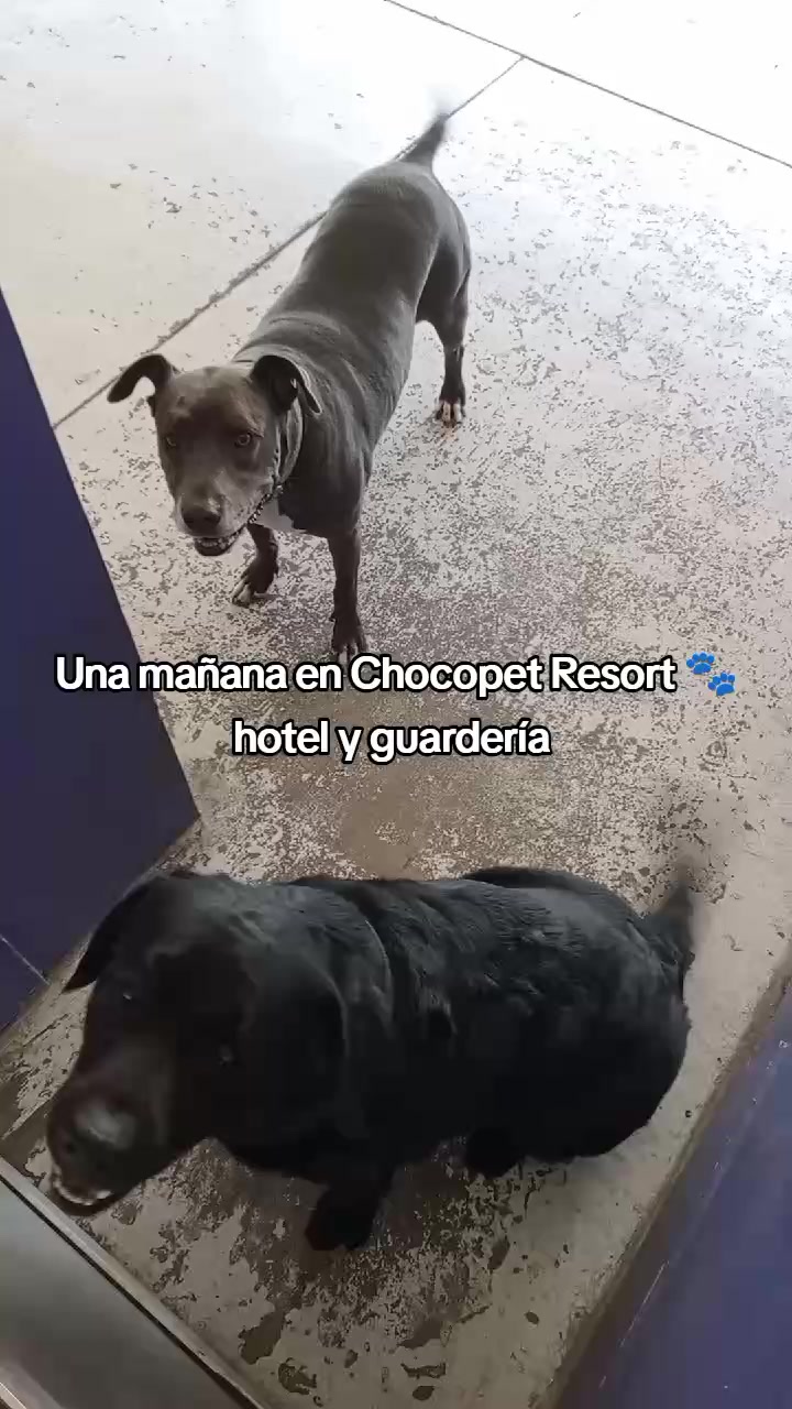 @Chocoburbujas 🐾