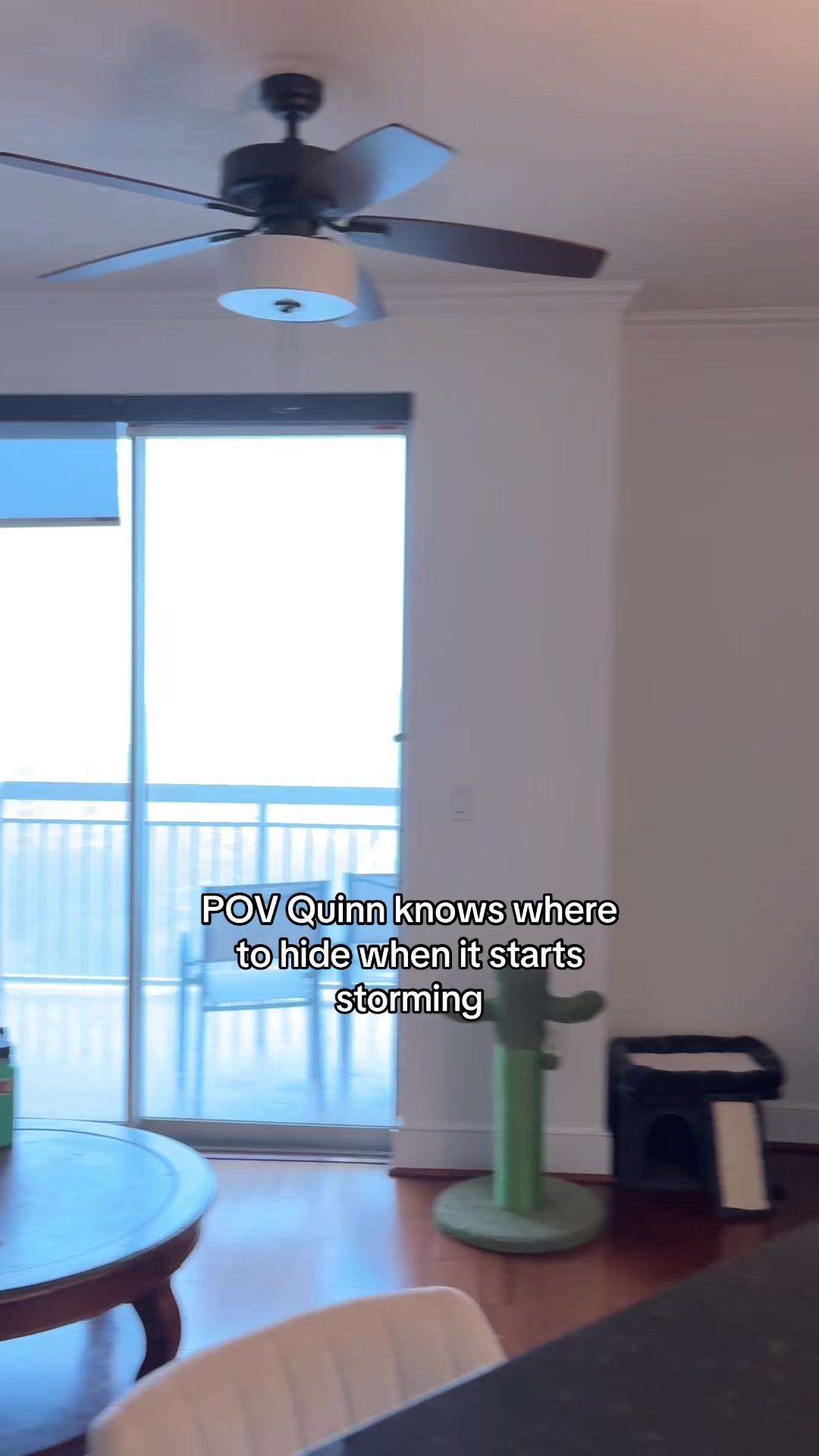 @Quinn The Calico