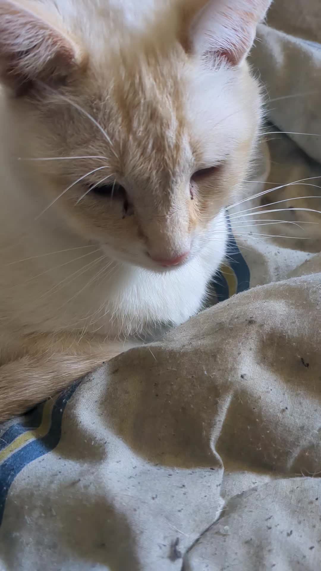 @some cats and their mama
