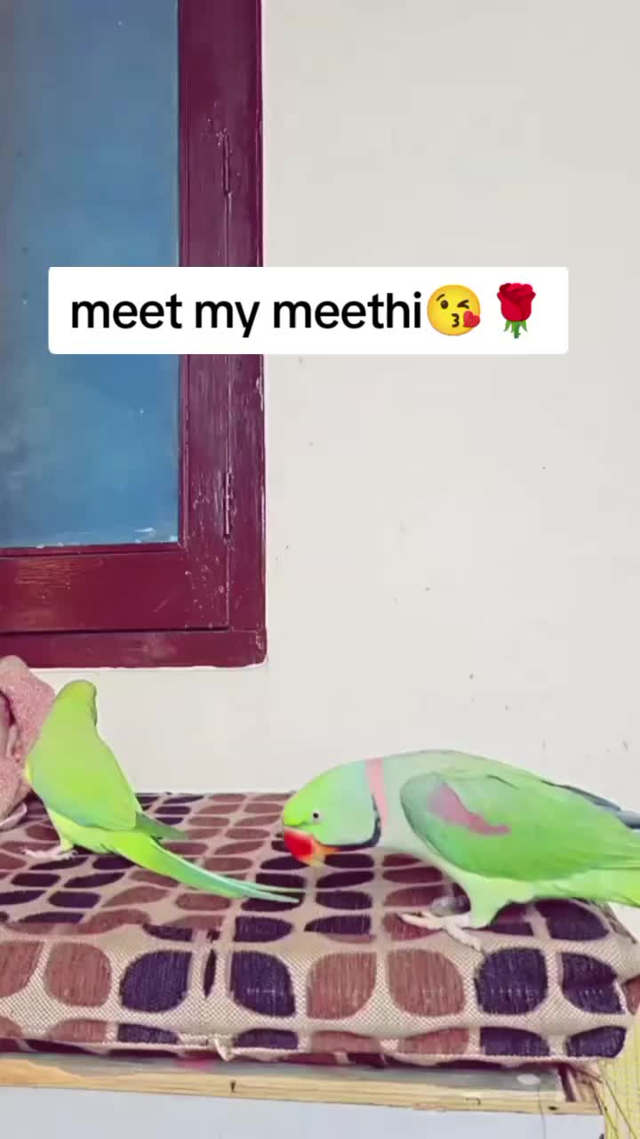 @👑 queen rajput 👑