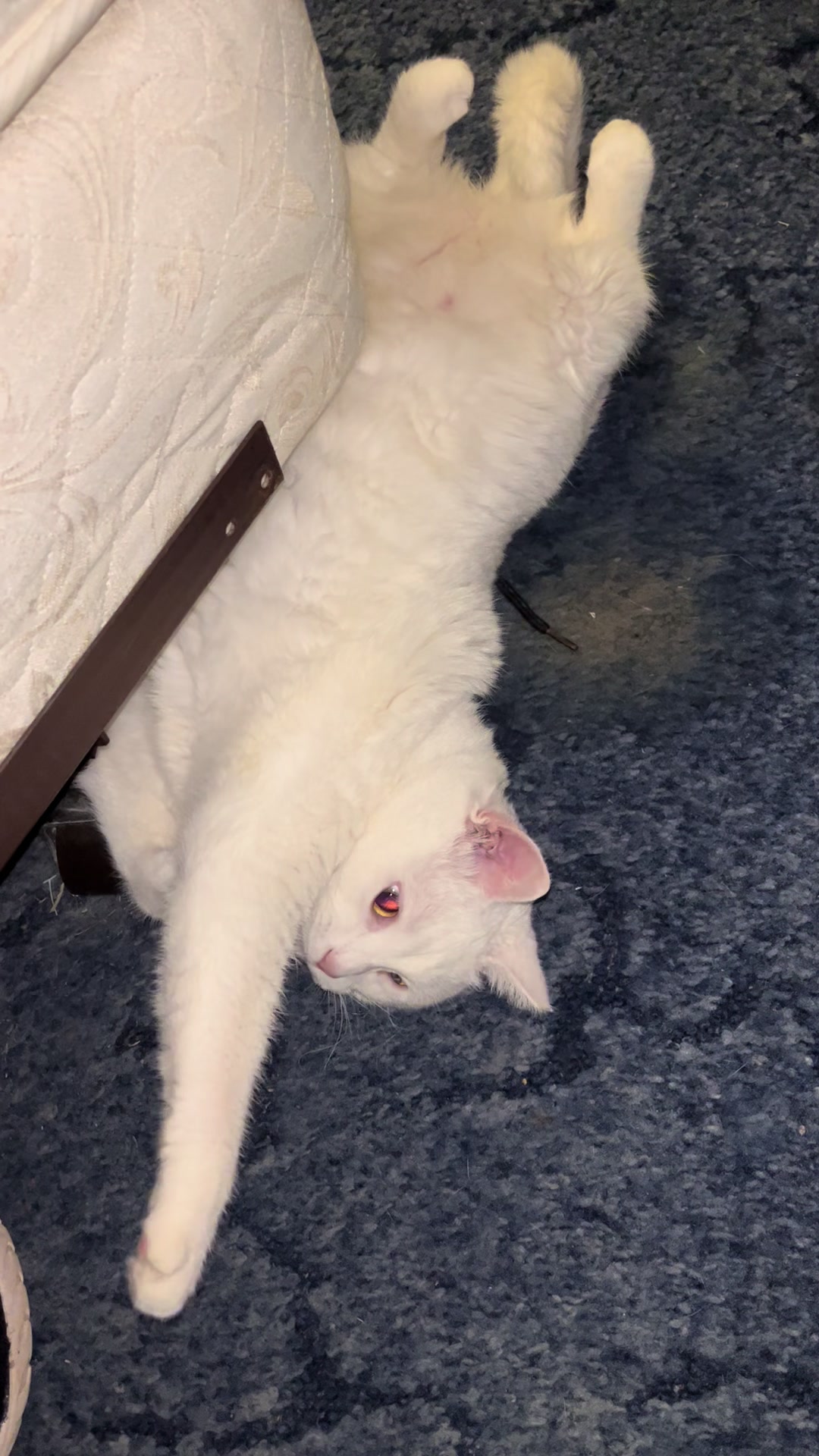 @Carrie Russell