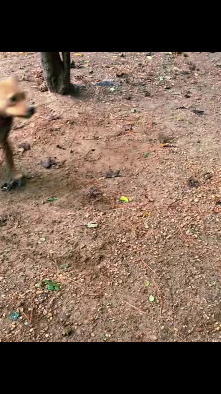 @LPKkennels