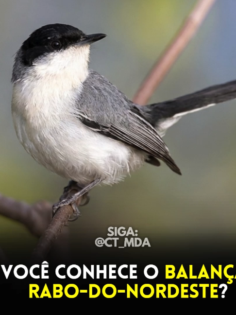 @@ct_mda