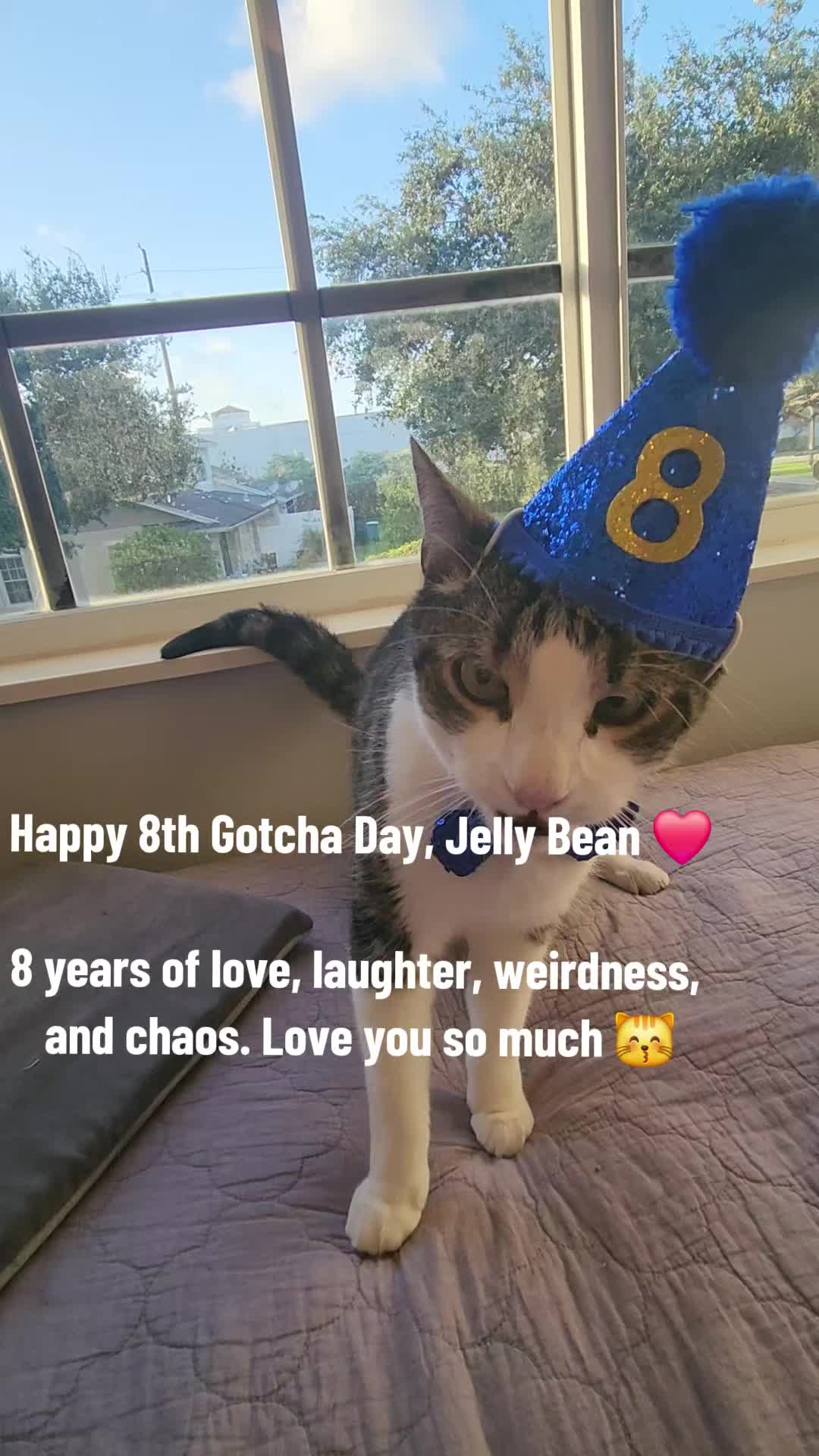 @9 Lives of Cat Chaos