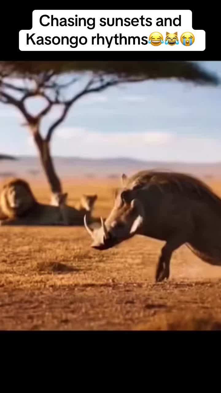 @Roi De la Jungle